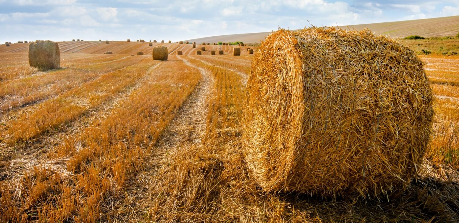 Field with Round Hay Bales