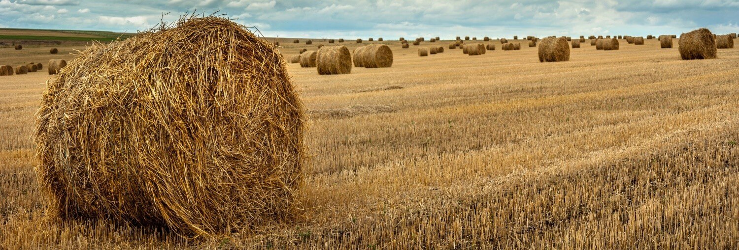 Field with Round Hay Bales